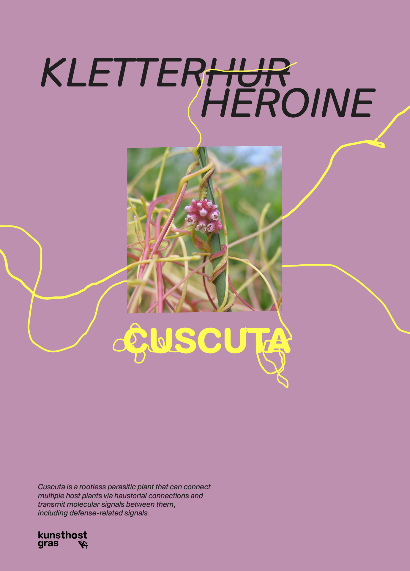 cuscuta